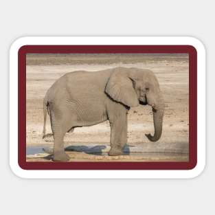 Namibia. Etosha National Park. Elephant at the Waterhole. Sticker